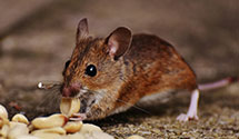 24 Hour & Emergency Exterminators in Lowmansville, KY